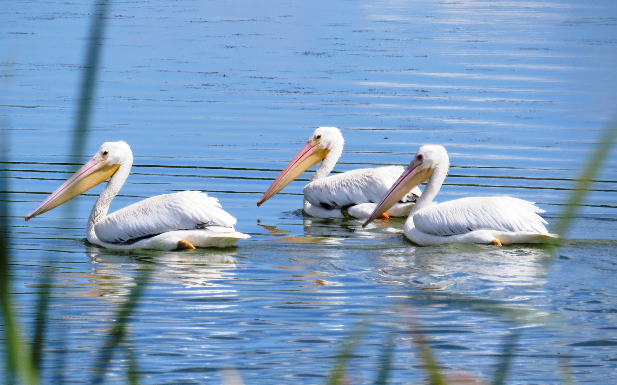 White Pelicans near Fergus Falls Minnesota
