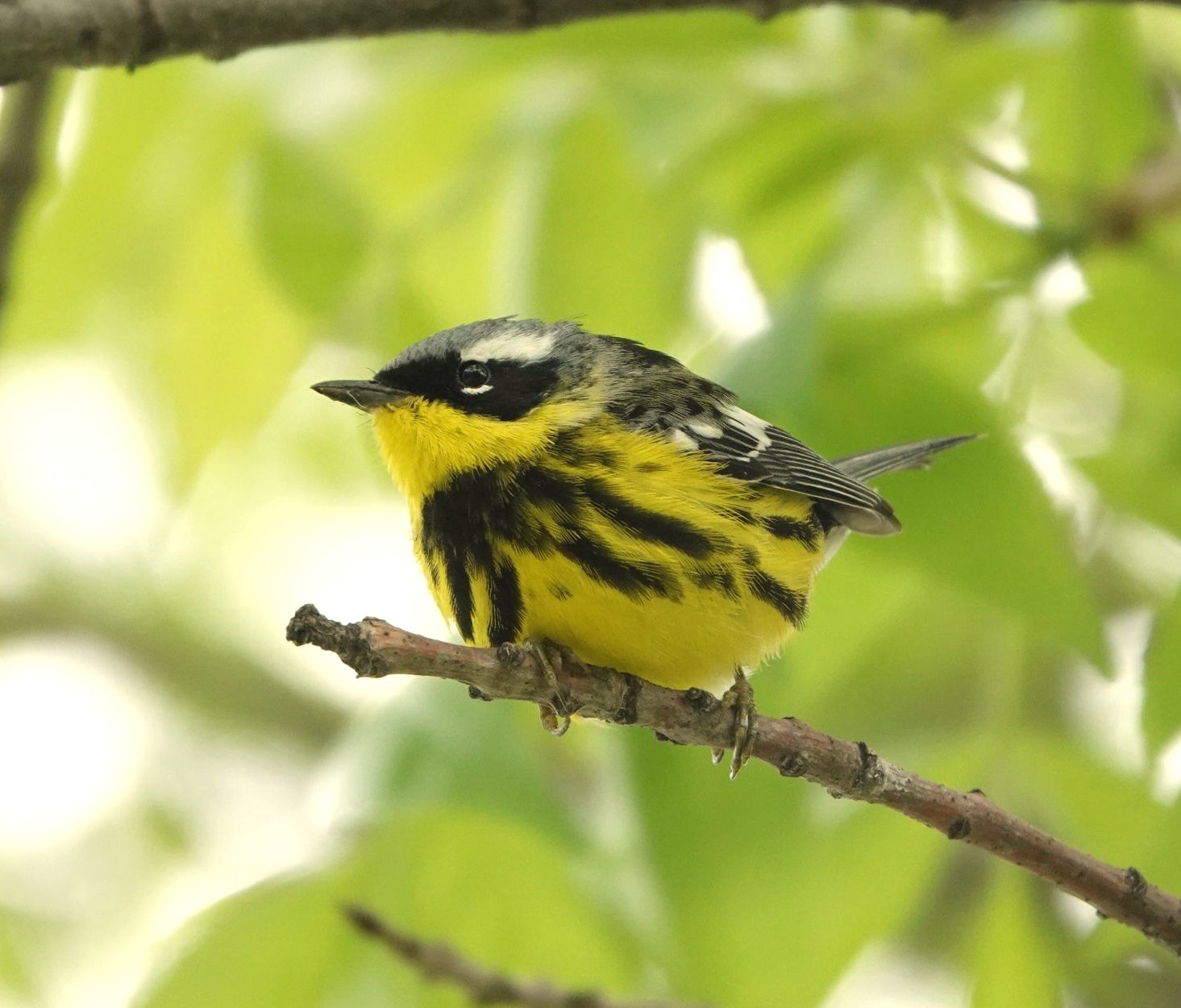 Magnolia Warbler
