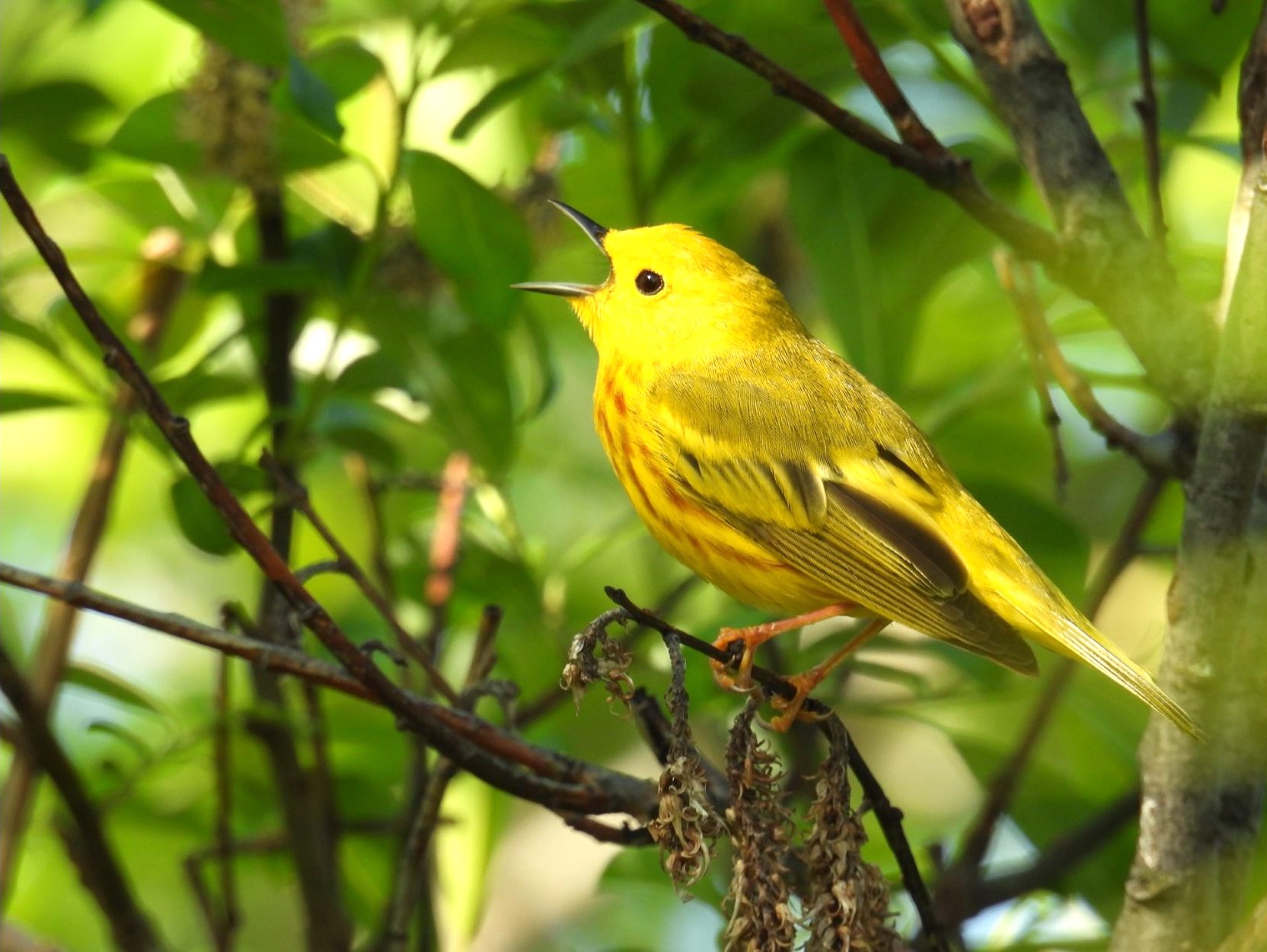 Yellow Warbler